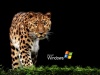 Windows Macan